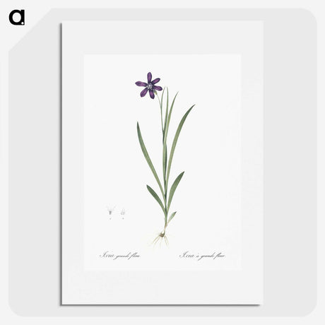 2-54_The-Lilies_picture