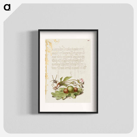 アートポスター-Spider, Sweet Cherry Flower, and English Oak Leaf with Galls
 - 書道のお手本 Poster.