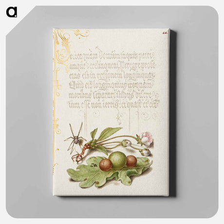 アートパネル-Spider, Sweet Cherry Flower, and English Oak Leaf with Galls
 - 書道のお手本 Canvas.