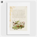 アートポスター-Spider, Sweet Cherry Flower, and English Oak Leaf with Galls
 - 書道のお手本 Poster.