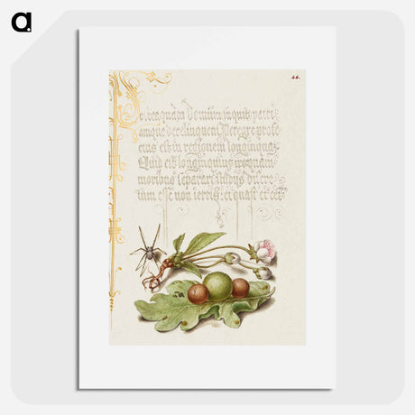 アートポスター-Spider, Sweet Cherry Flower, and English Oak Leaf with Galls
 - 書道のお手本 Poster.