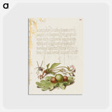 アートポストカード-Spider, Sweet Cherry Flower, and English Oak Leaf with Galls
 - 書道のお手本 Postcard.
