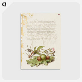 アートポストカード-Spider, Sweet Cherry Flower, and English Oak Leaf with Galls
 - 書道のお手本 Postcard.