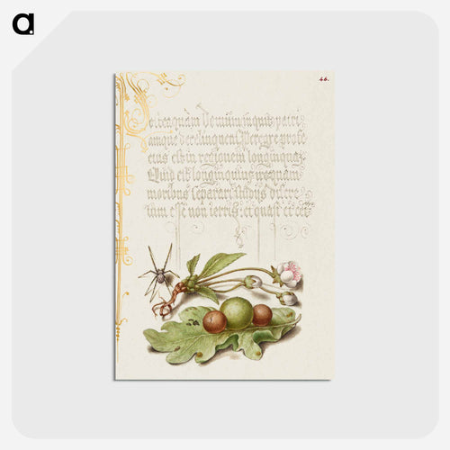 Spider, Sweet Cherry Flower, and English Oak Leaf with Galls
 - 書道のお手本 Postcard.