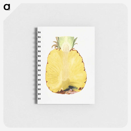 2-54_USDA-Watercolor-Fruit-Painting-Collection_memo