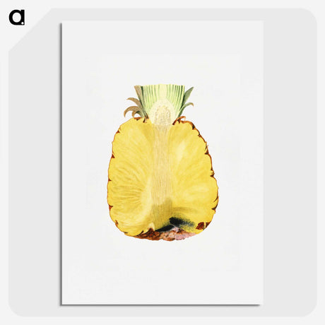 2-54_USDA-Watercolor-Fruit-Painting-Collection_picture