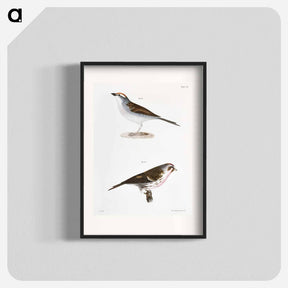 アートポスター-Chip-bird (Pletrophanes socialis) 161. Lesser Redpoll (Linaria minor) - ニューヨークの動物学 Poster.