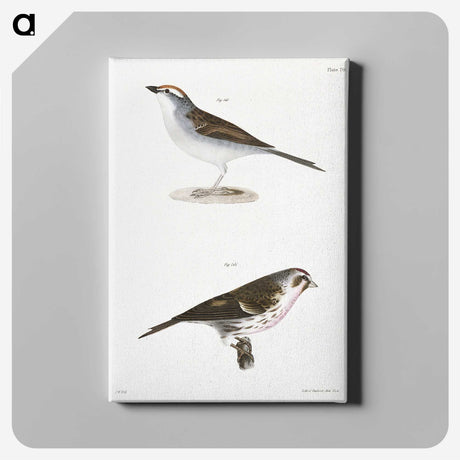 2-54_Zoology-of-New-York_canvas