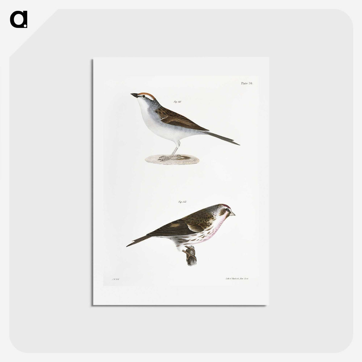 2-54_Zoology-of-New-York_hagaki