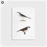 2-54_Zoology-of-New-York_hagaki