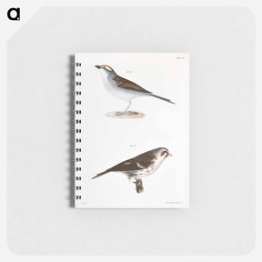 アートメモ帳-Chip-bird (Pletrophanes socialis) 161. Lesser Redpoll (Linaria minor) - ニューヨークの動物学 Memo.