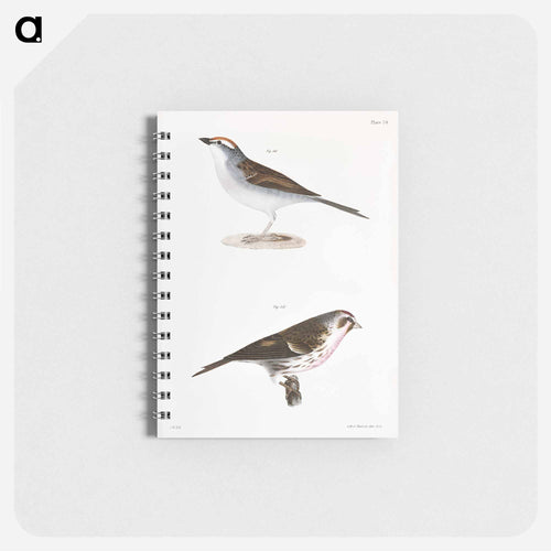 Chip-bird (Pletrophanes socialis) 161. Lesser Redpoll (Linaria minor) - ニューヨークの動物学 Memo.