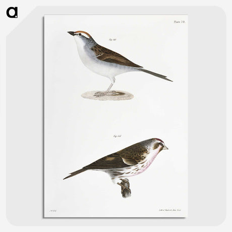 2-54_Zoology-of-New-York_picture-crop
