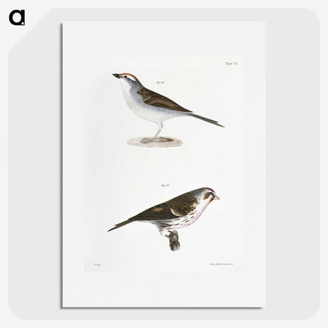 2-54_Zoology-of-New-York_picture