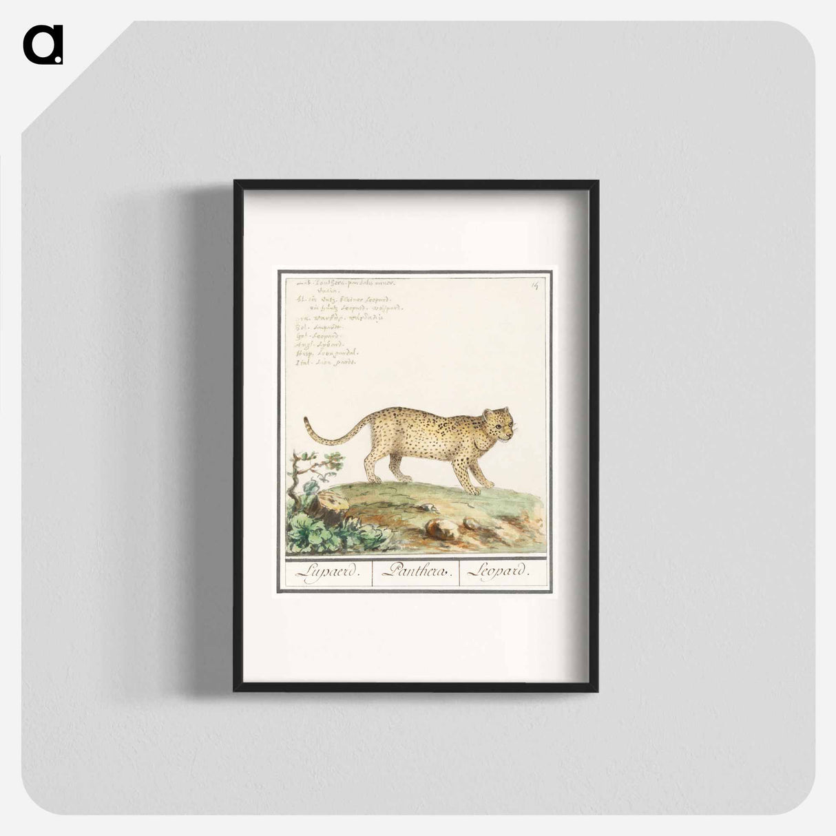 Leopard - アンセルムス ボエティウス デ ブート Poster.