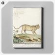 2-55_Anselmus-Boetius-de-Boodt_canvas