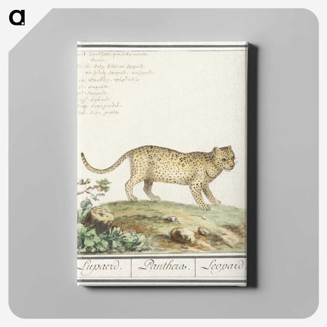 2-55_Anselmus-Boetius-de-Boodt_canvas
