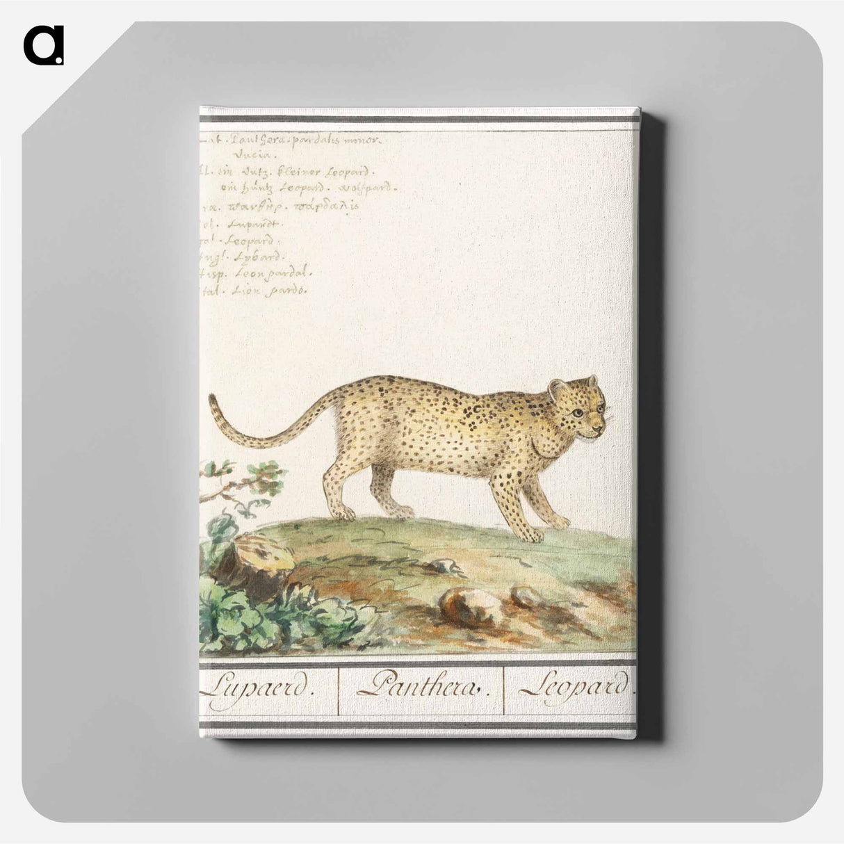 Leopard - アンセルムス ボエティウス デ ブート Canvas.