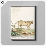 Leopard - アンセルムス ボエティウス デ ブート Canvas.