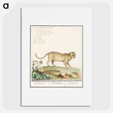 Leopard - アンセルムス ボエティウス デ ブート Poster.