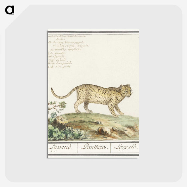 2-55_Anselmus-Boetius-de-Boodt_postcard