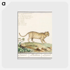 アートポストカード-Leopard - アンセルムス ボエティウス デ ブート Postcard.