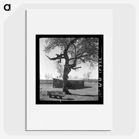 2-55_Dorothea-Lange_picture