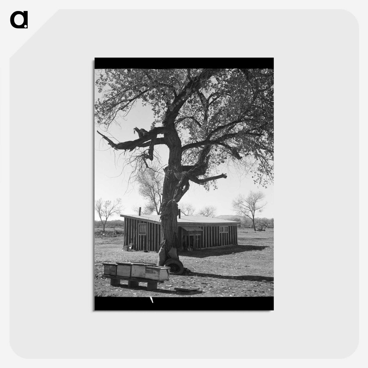 2-55_Dorothea-Lange_postcard