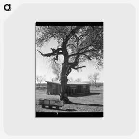 2-55_Dorothea-Lange_postcard