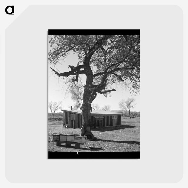 2-55_Dorothea-Lange_postcard