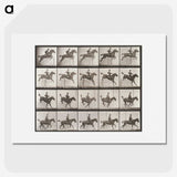 2-55_Eadweard-Muybridge_picture