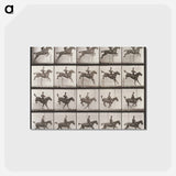 アートポストカード-Animal Locomotion Plate 637
 - エドワード マイブリッジ Postcard.