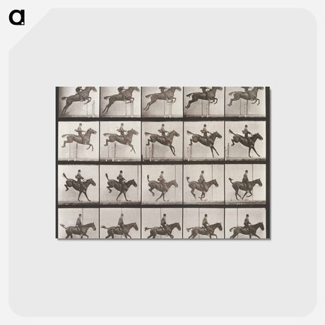 アートポストカード-Animal Locomotion Plate 637
 - エドワード マイブリッジ Postcard.