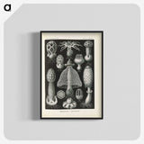 2-55_Ernst-Haeckel_blk-crop