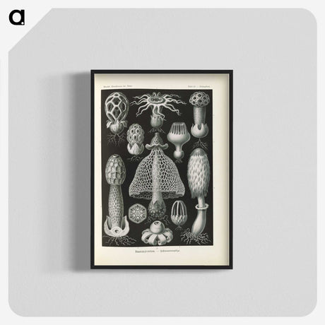 2-55_Ernst-Haeckel_blk-crop