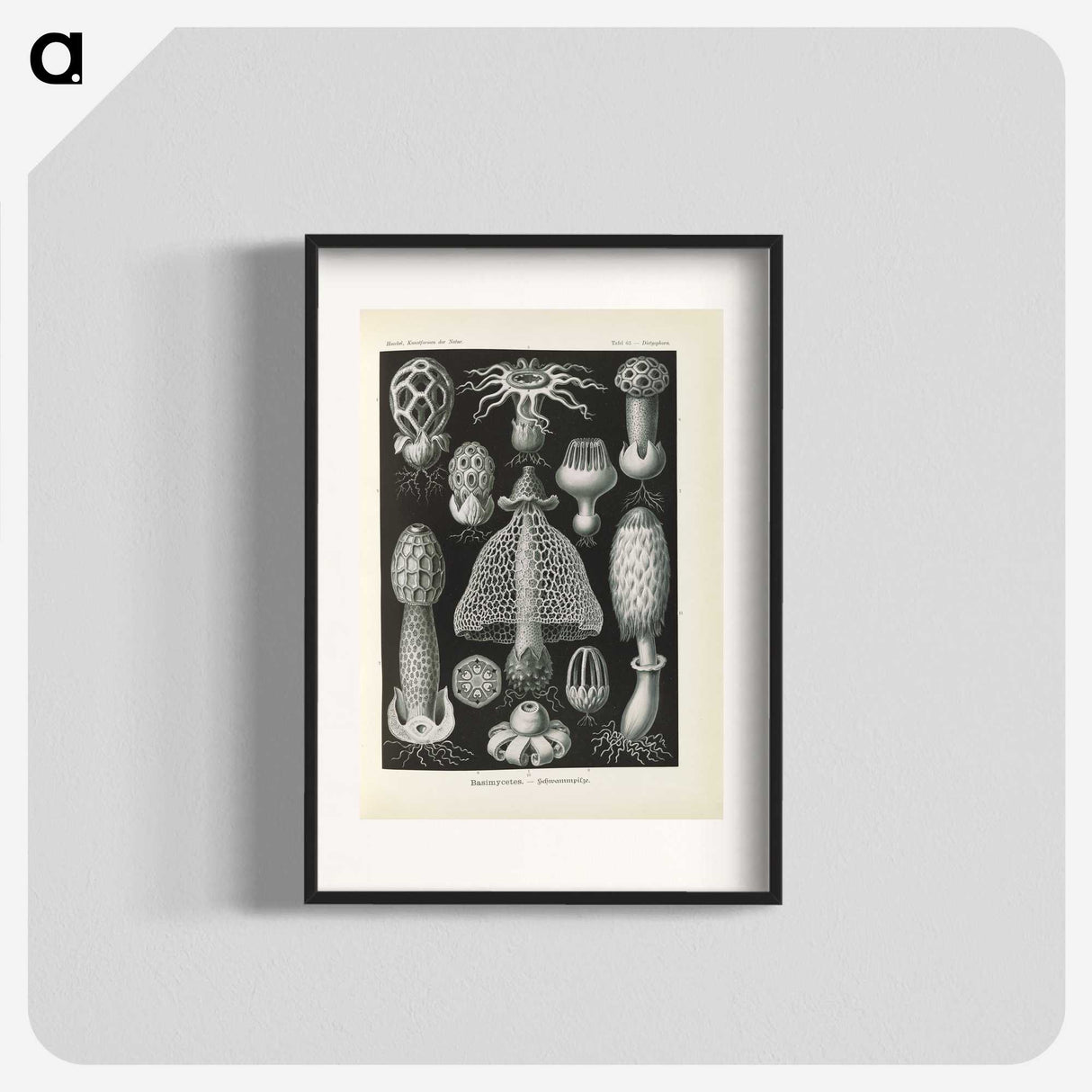 2-55_Ernst-Haeckel_blk