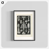 2-55_Ernst-Haeckel_blk