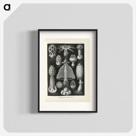 2-55_Ernst-Haeckel_blk