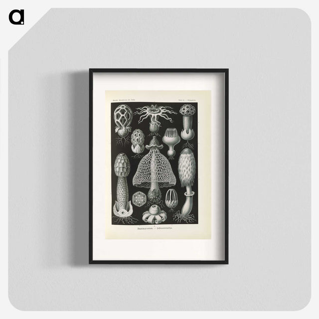 2-55_Ernst-Haeckel_blk