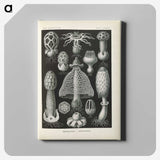 2-55_Ernst-Haeckel_canvas