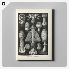 2-55_Ernst-Haeckel_canvas