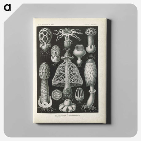 2-55_Ernst-Haeckel_canvas