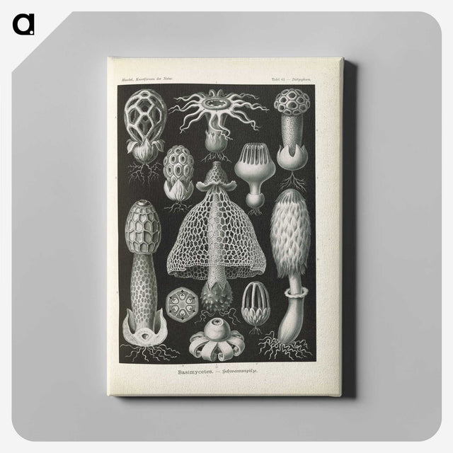 2-55_Ernst-Haeckel_canvas