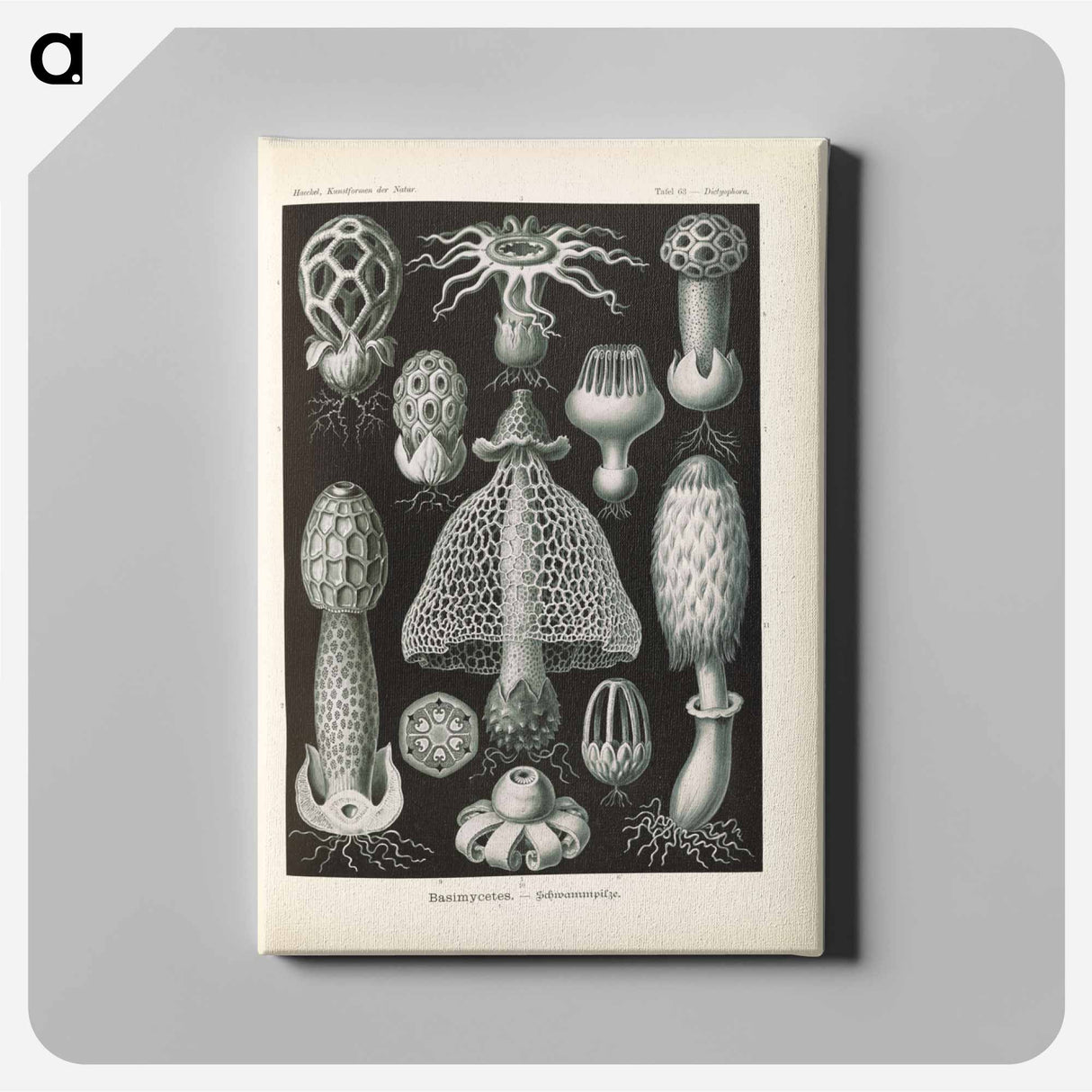 Marine life illustration - エルンスト ヘッケル Canvas.