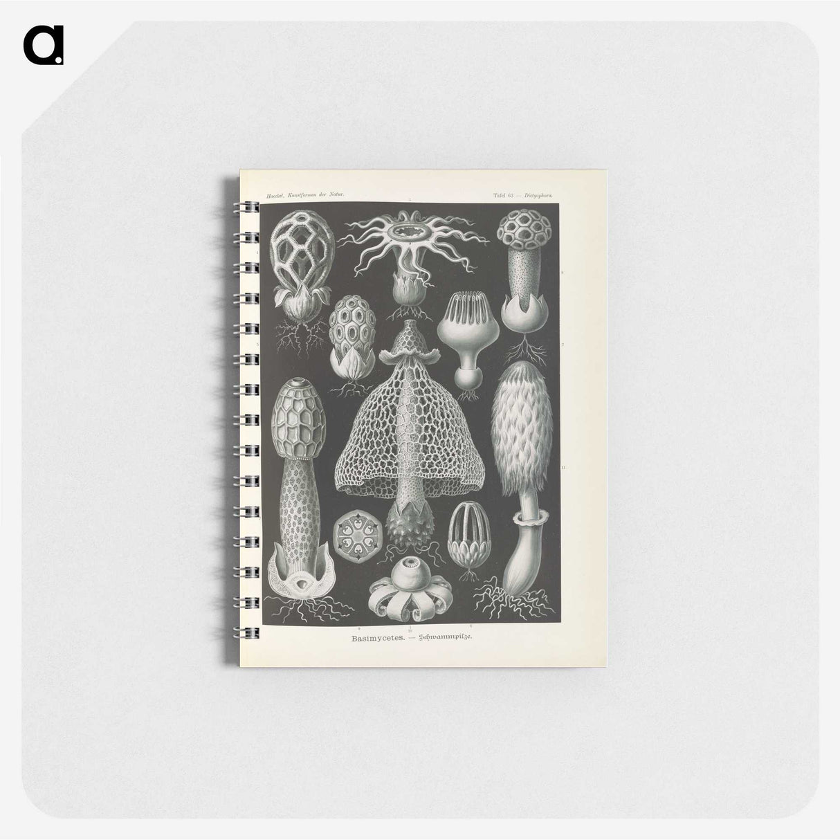 2-55_Ernst-Haeckel_memo