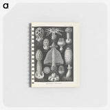 2-55_Ernst-Haeckel_memo