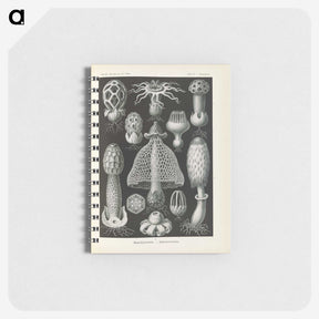 2-55_Ernst-Haeckel_memo