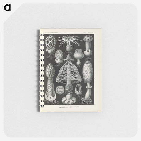 2-55_Ernst-Haeckel_memo