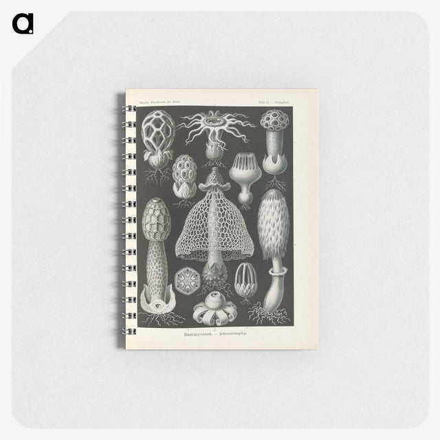 2-55_Ernst-Haeckel_memo