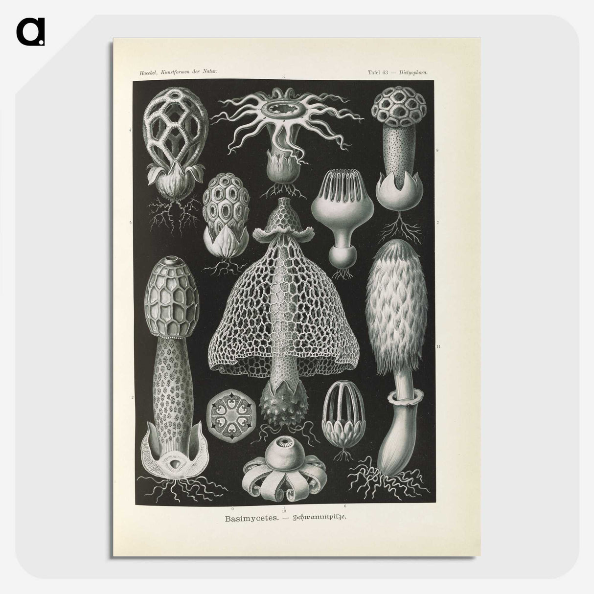 2-55_Ernst-Haeckel_picture-crop